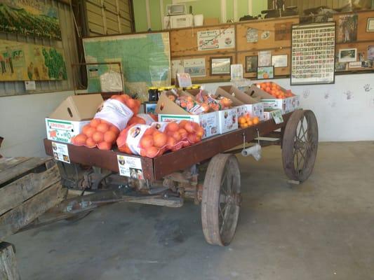 Different types of oranges for sale daily.