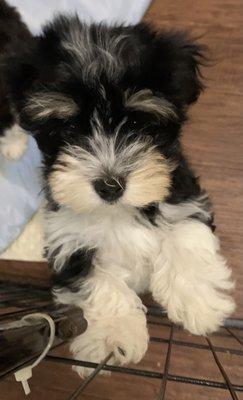 Havanese puppy with eyebrows