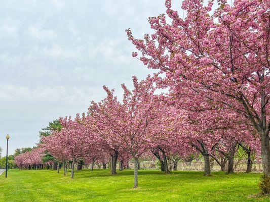 Kwanzan cherry blossoms April 2023