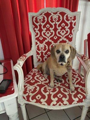 He's so regal sitting on his chair.