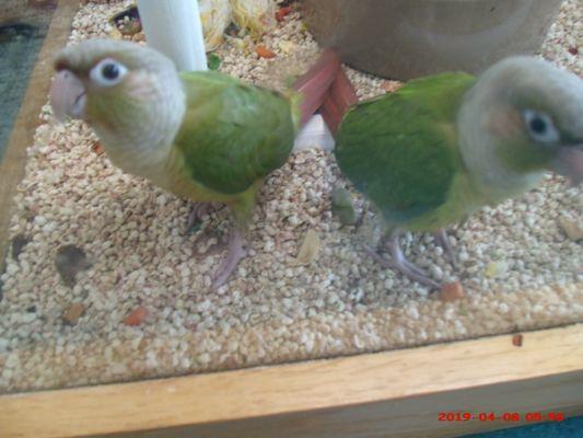 Green Cheek Conures