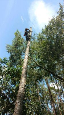 Pine tree removals