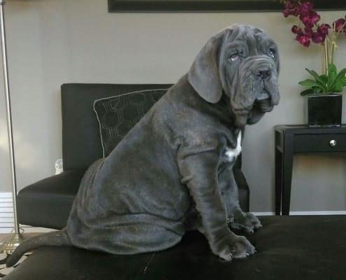 Neopolaton mastiff puppy...