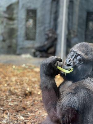 Gorilla having a healthy snack.