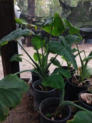 Elephant Ears