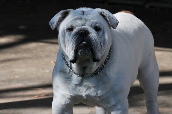 Picture of our Bully at age 2, who bought from MR BULLDOG.