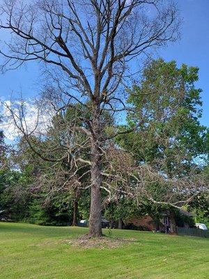 To The Top Tree Service