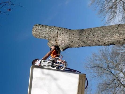 Patriot Tree Service