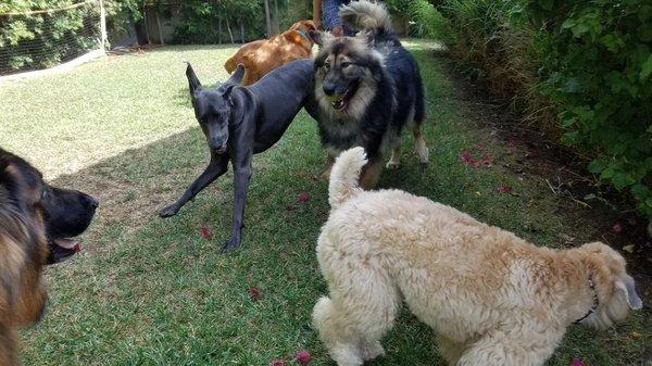 Rustic canyon dogs playgroups