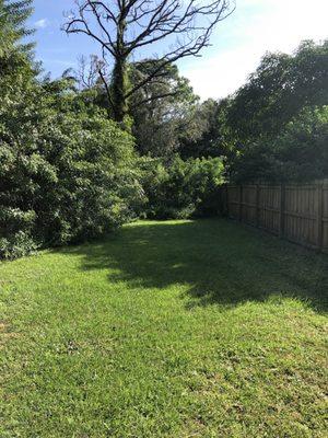 Before the fence was cover up with invasive plants.