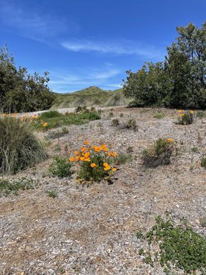 Spring flowers