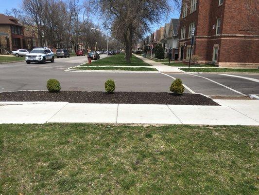 Small bushes and mulch put down