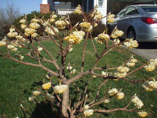 Edgeworthia in bloom. February 2018