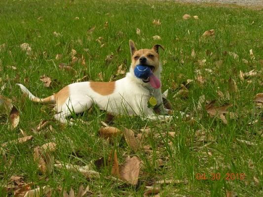 It's always play time at Kaley Park Kennels!