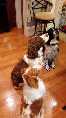 Our three dogs (Daisy Mae, Luke and Trooper) love plain fat free Greek yogurt.