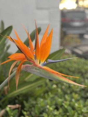 Beautiful birds of paradise flower at May Dee Suites