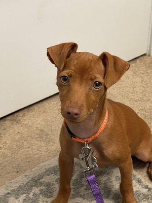 This is Gabby our 4 month old mini-pincher/ Chihuahua mix!!