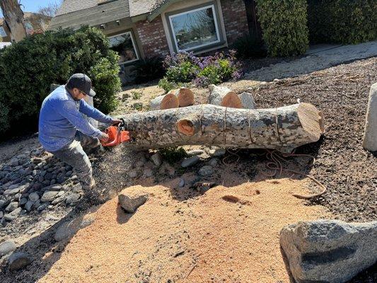 Tree Cutting Down