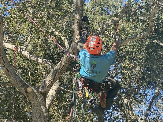 Nimble Tree Care