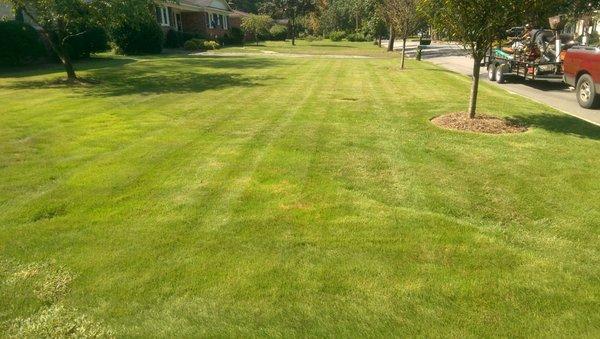 thin blade zoysia just cut