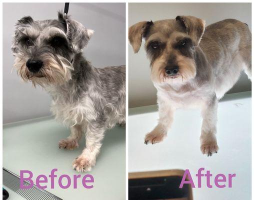 Dog grooming before and after