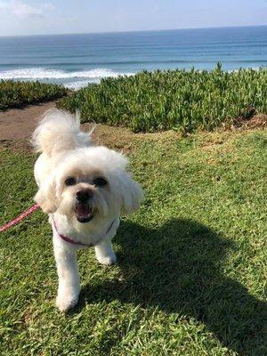 Penny Lane, fresh from the Groomer!