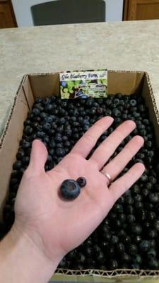 The Larger Blueberry is from Gile Blueberry Farm and the right is a typical blueberry from most farms we frequent.