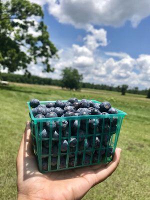 $3.50 for these blueberries!