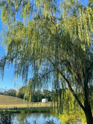 I love Weeping Willows!