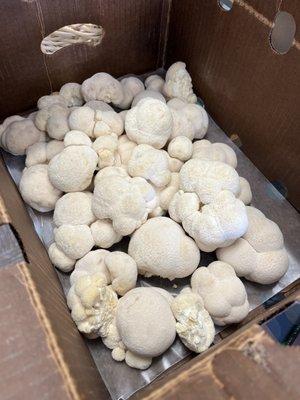 Fresh Lion's Mane Mushrooms!