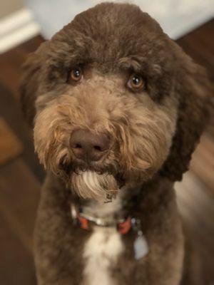 Sir Hops a Lot, the Aussiedoodle