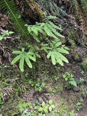 Ferns!