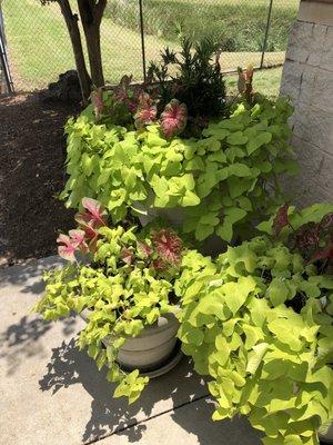 Beautiful plants outside of Michael's. 6.15.21