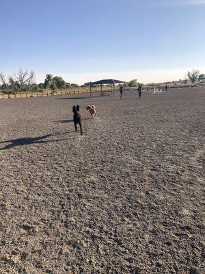 Tons of room, water bowls, gravel.