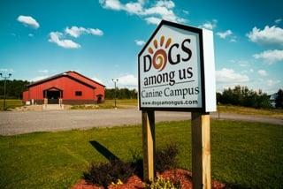 Dogs Among Us Canine Campus in Oswego NY.