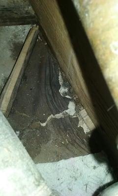 How do you miss a leak this big? Its right under the drain...