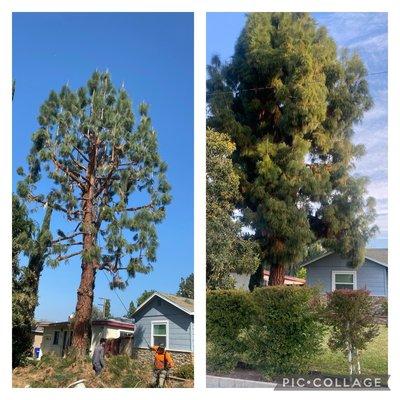 Befor and after pine tree trimming