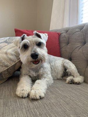 Our pup Miss Emma Woodhouse looks like a Star after her grooming