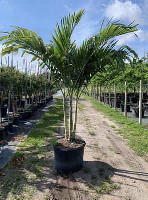 Christmas palm starting at $190 delivered and planted