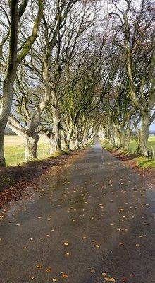 The Dark Hedges, aka "Kings Road" from Game of Thrones, Northern Ireland. Coordinated through L&L travel.