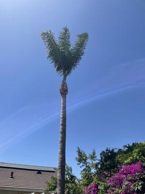 The 30 foot palm after clean up.