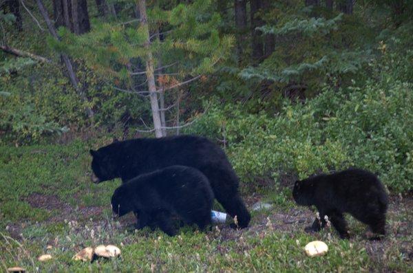 Mother black bear and her cubs