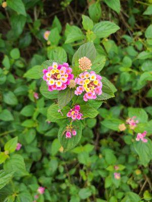 Lantana  06-06-2020