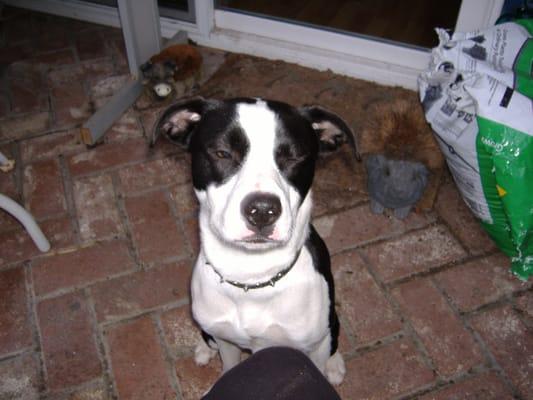 Oreo was another foster dog that I fostered for Tri - Valley Animal Rescue.