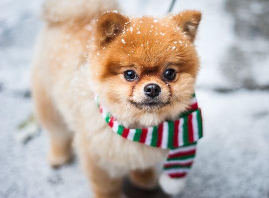 Rosey Lane Boarding & Grooming Kennel