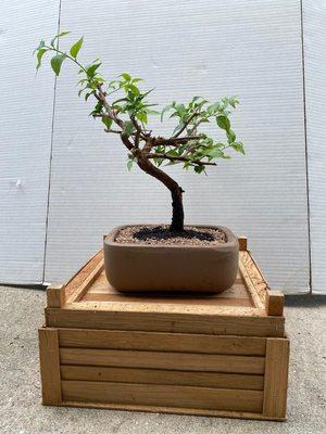 Lou's Bonsai