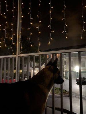 My dog enjoying sitting on patio with no mosquito  because there is mosquito net all over the balcony