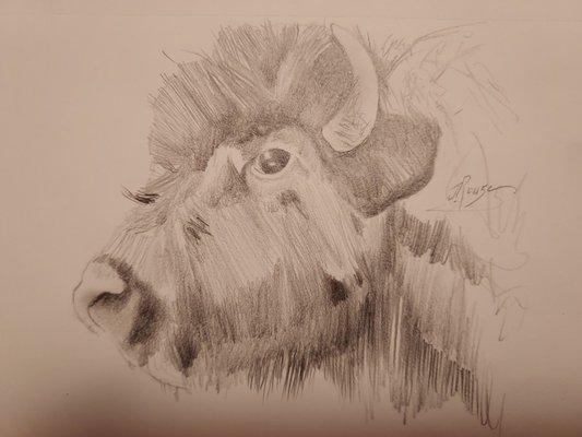 Bison by J. Rouse