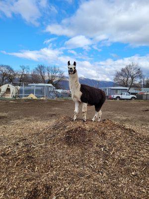 Sir Lance a Llama on Guard