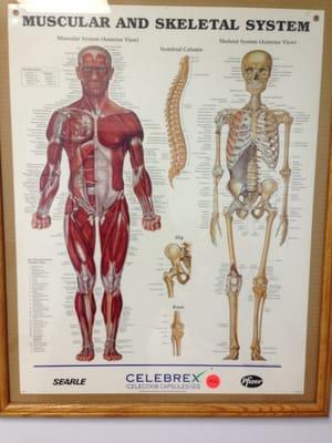 Muscular and skeletal system